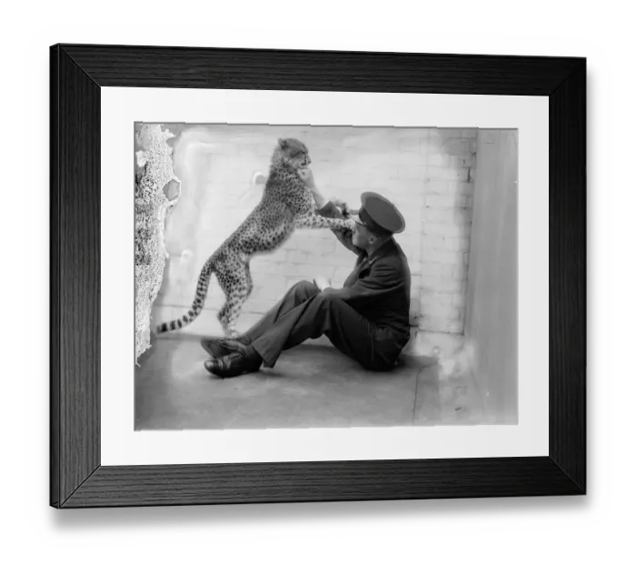 Framed Print : Boxing Betty, zoo cheetah, turns keeper into sparring partner. Boxing Betty