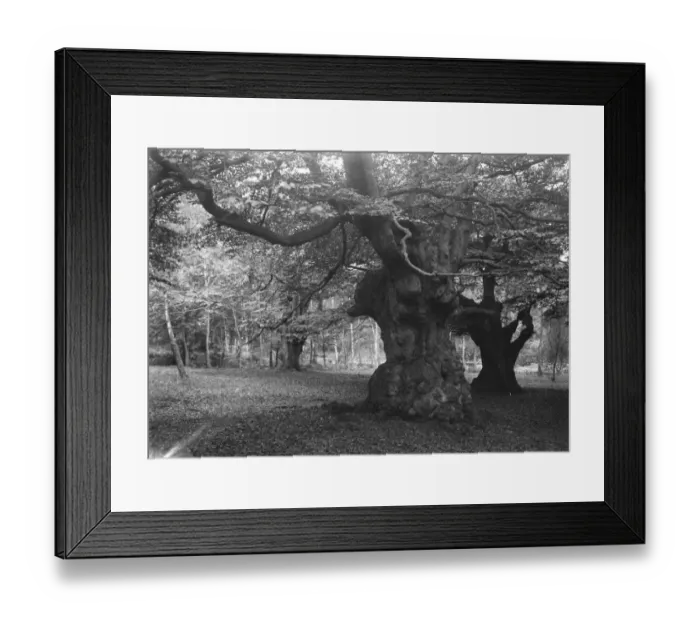Framed Print : Burnham Beeches Framed Print : Burnham Beeches