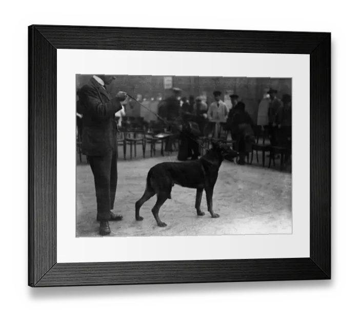 Framed Print : Alsatian dog show at the Horticultural Halls, London. The Prince of Wales dog