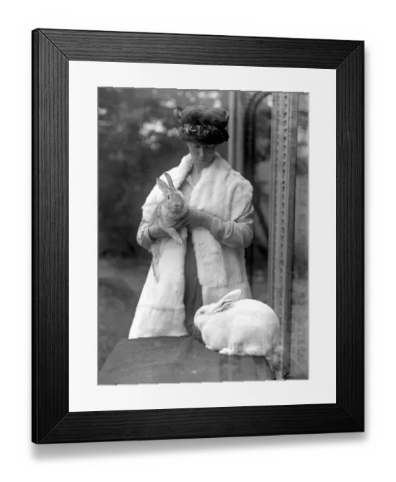 Framed Print : Rabbit Furs. Amoment is on foot to encourage the rearing of rabbits for their skins