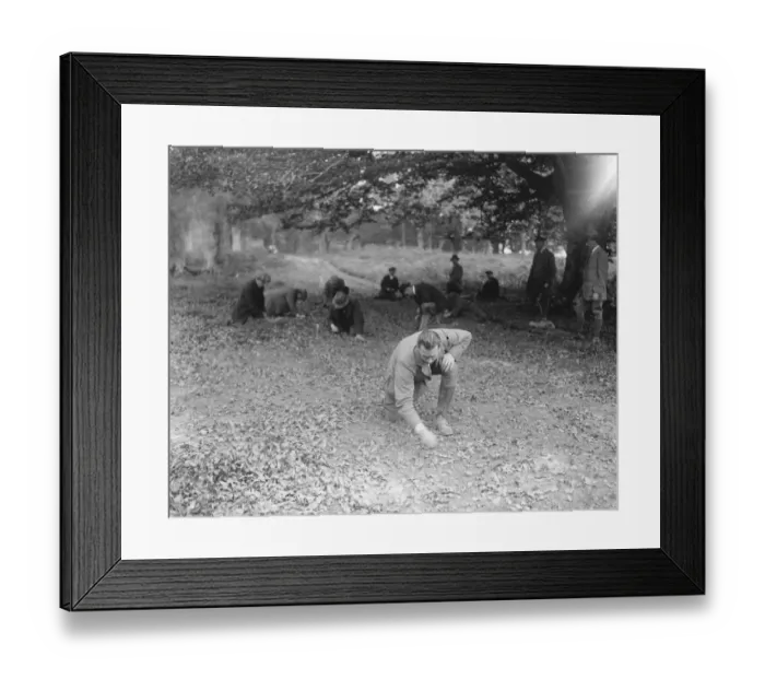 Framed Print : At Brockenhurst in the New Forest, Hampshire, the Forestry Commissions School Framed Print : At Brockenhurst in the New Forest, Hampshire, the Forestry Commissions School