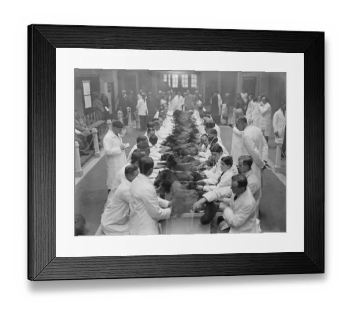 Framed Print : Live silver fox show at Agricultural show. 14 November 1934 Framed Print : Live silver fox show at Agricultural show. 14 November 1934