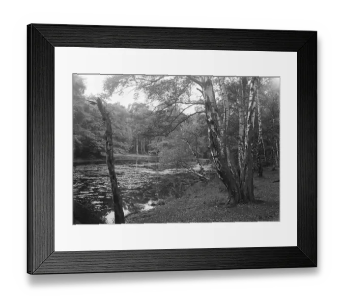 Framed Print : Burnham Beeches Framed Print : Burnham Beeches