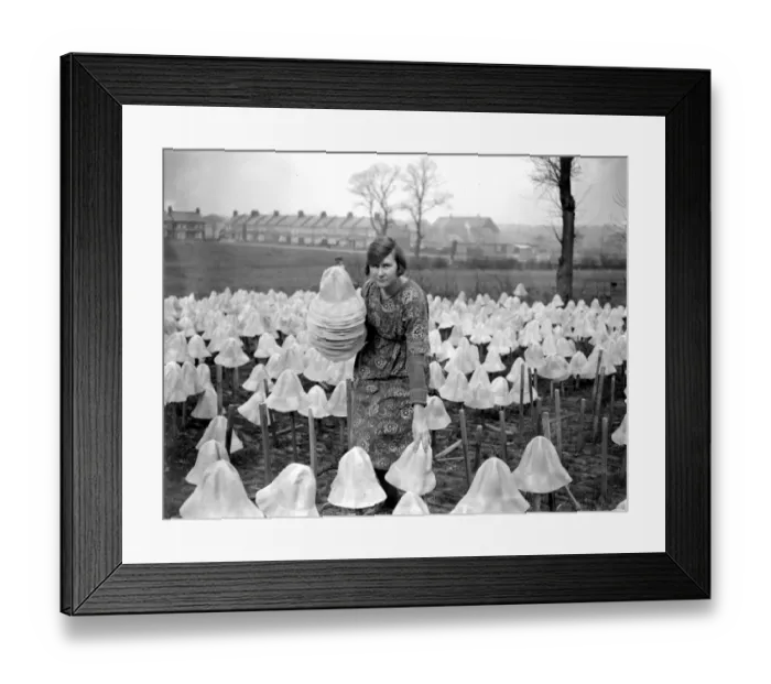 Framed Print : Panama Hat making at Messrs I. Cambis at Boreham Wood, Elstree. Collecting hats Framed Print : Panama Hat making at Messrs I. Cambis at Boreham Wood, Elstree. Collecting hats