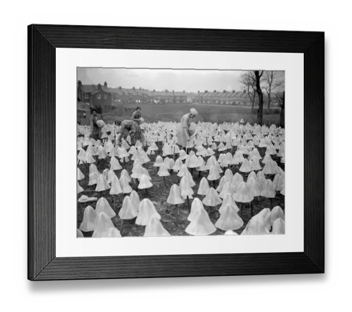 Framed Print : Panama Hat making at Messrs I. Cambis at Boreham Wood, Elstree. Placing hats Framed Print : Panama Hat making at Messrs I. Cambis at Boreham Wood, Elstree. Placing hats
