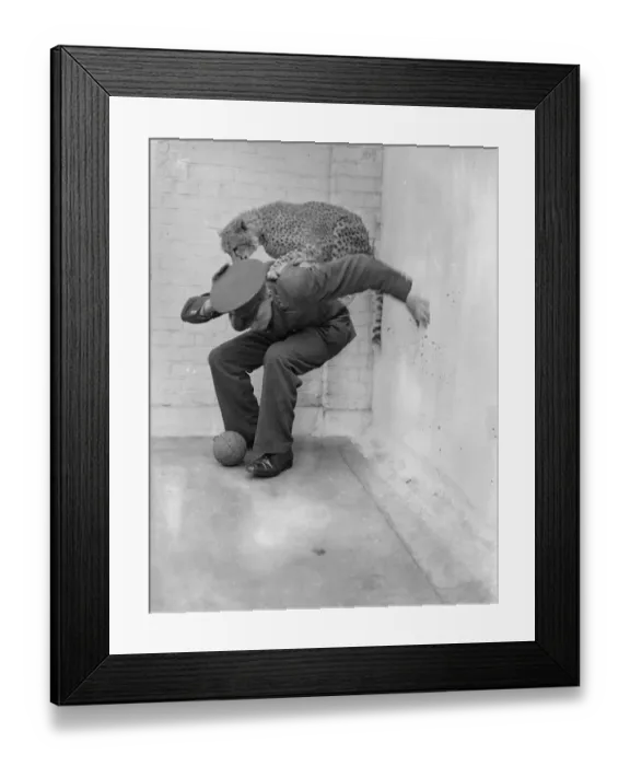 Framed Print : Boxing Betty, zoo cheetah, turns keeper into sparring partner. Boxing Betty