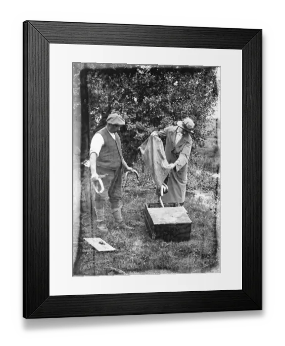 Framed Print : Eel fishing on the Hampshire river Avon 18 August 1920 Framed Print : Eel fishing on the Hampshire river Avon 18 August 1920
