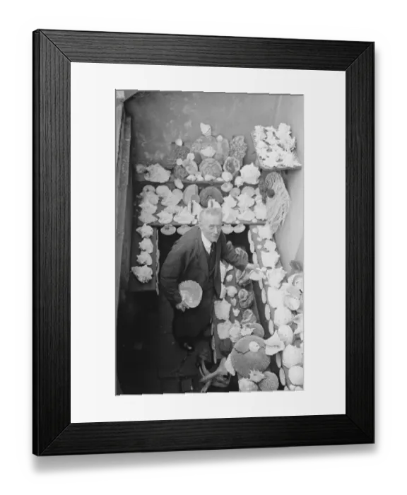 Framed Print : A strange hobby Sea shells from all over the world. Many of them thousands of years Framed Print : A strange hobby Sea shells from all over the world. Many of them thousands of years