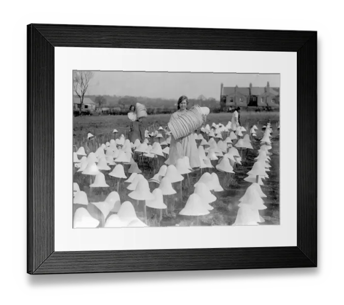 Framed Print : Panama Hat making at Messrs I. Cambis at Boreham Wood, Elstree. An armful of Framed Print : Panama Hat making at Messrs I. Cambis at Boreham Wood, Elstree. An armful of