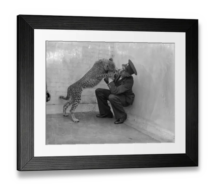 Framed Print : Boxing Betty, zoo cheetah, turns keeper into sparring partner. Boxing Betty