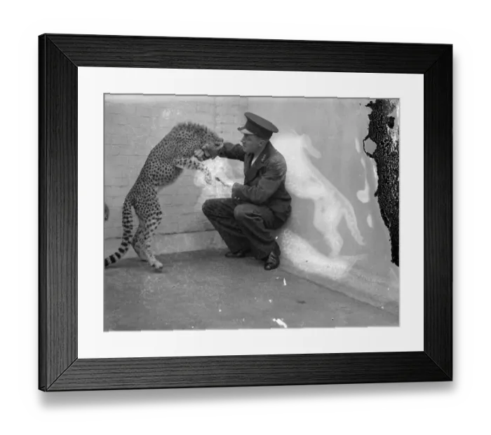 Framed Print : Boxing Betty, zoo cheetah, turns keeper into sparring partner. Boxing Betty Framed Print : Boxing Betty, zoo cheetah, turns keeper into sparring partner. Boxing Betty