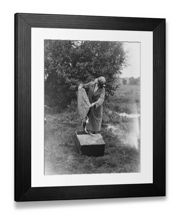 Framed Print : Eel fishing on the Hampshire river Avon 18 August 1920