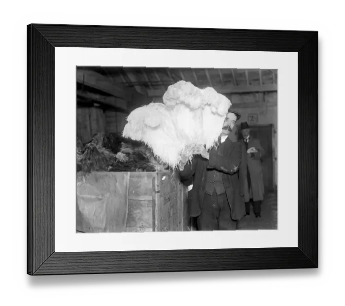 Framed Print : £170, 000 worth of feathers. In Mincing Lane there will be talk of White Spads Byokis Framed Print : £170, 000 worth of feathers. In Mincing Lane there will be talk of White Spads Byokis