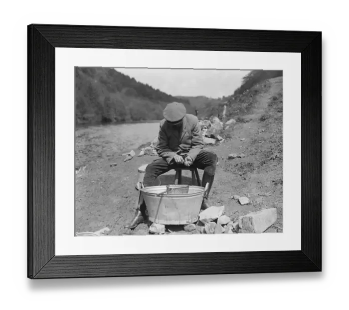 Framed Print : Salmon fishing at Symonds Yat Marking smolts