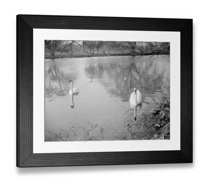 Framed Print : Swans swim along the river. 1938 Framed Print : Swans swim along the river. 1938