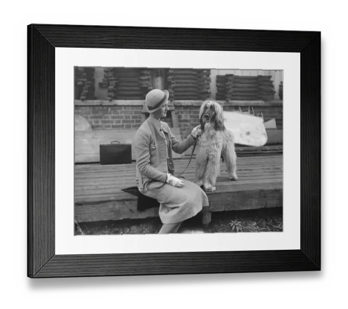 Framed Print : The owner of an Afghan Hound, getting ready for The Kennel Club show at the Crystal Palace Framed Print : The owner of an Afghan Hound, getting ready for The Kennel Club show at the Crystal Palace