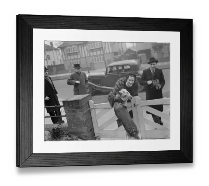 Framed Print : Miss Muriel Oxford is welcomed to the gate by an excitable dog. 1937 Framed Print : Miss Muriel Oxford is welcomed to the gate by an excitable dog. 1937