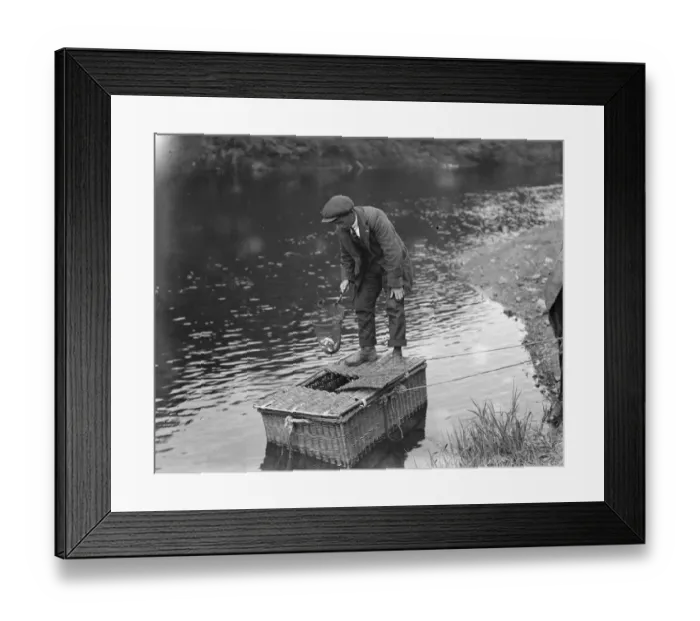 Framed Print : Salmon fishing at Symonds Yat Marking smolts Framed Print : Salmon fishing at Symonds Yat Marking smolts