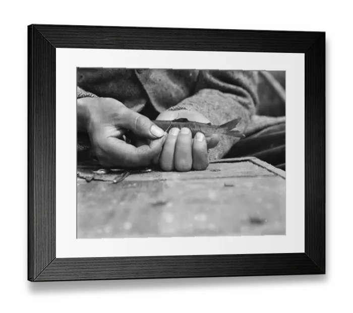 Framed Print : Salmon fishing at Symonds Yat Placing a metal identification tag in the dorsal Framed Print : Salmon fishing at Symonds Yat Placing a metal identification tag in the dorsal