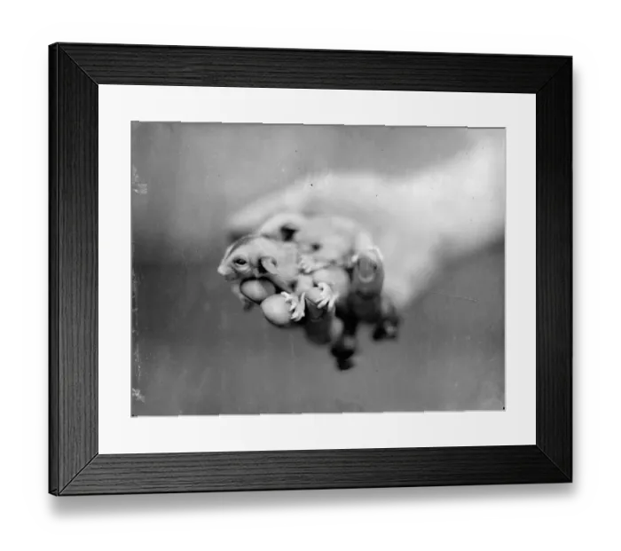 Framed Print : Making use of mother. Baby Flying Opossum make their first appearance at London Zoo Framed Print : Making use of mother. Baby Flying Opossum make their first appearance at London Zoo