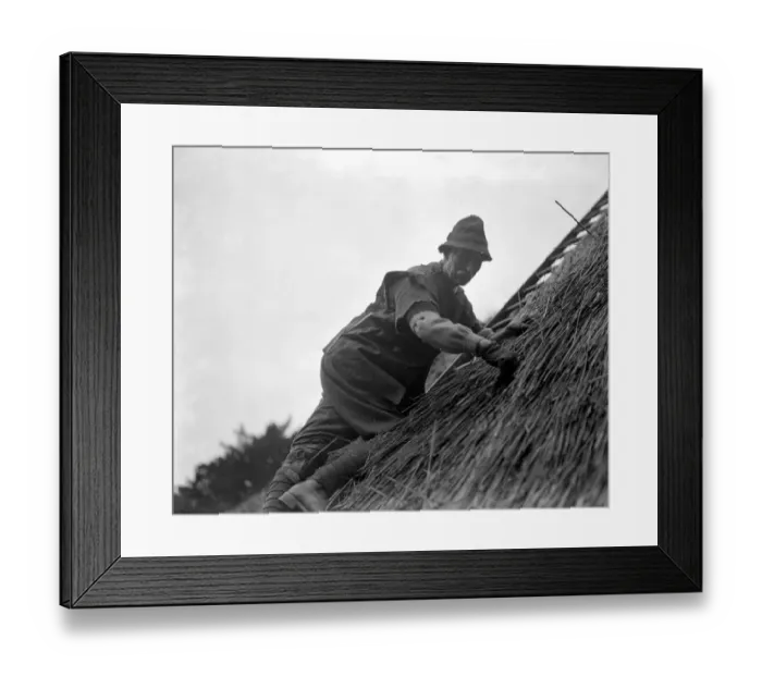 Framed Print : Thatching the roof of the Hermitage headquarters of the Selboorne Society at Hanwell