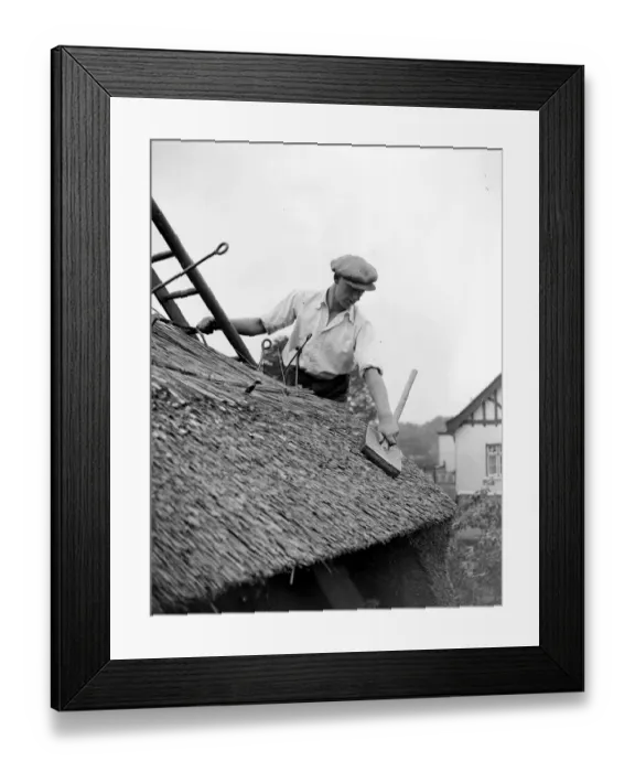 Framed Print : The craft of thatching - At work on thatching the picturesque Old Cottage Framed Print : The craft of thatching - At work on thatching the picturesque Old Cottage