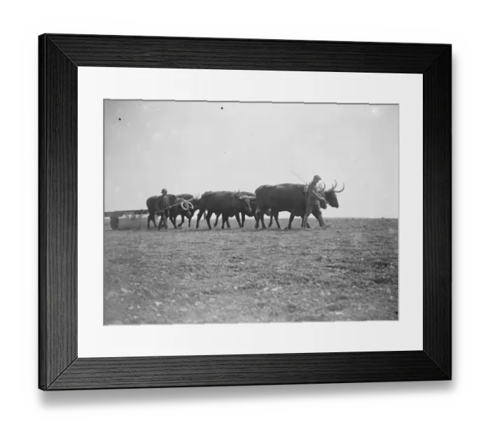 Framed Print : Oxen at work on the land in Sussex Exeat new barn farm, Seaford 12 August 1923 Framed Print : Oxen at work on the land in Sussex Exeat new barn farm, Seaford 12 August 1923