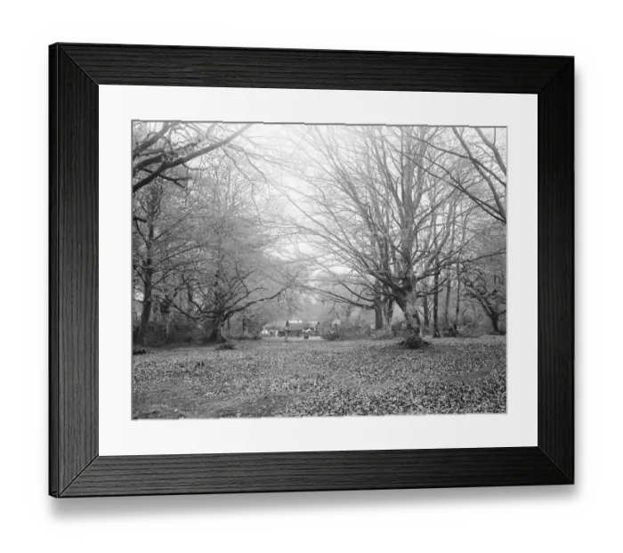 Framed Print : New Forest. 1925 Framed Print : New Forest. 1925