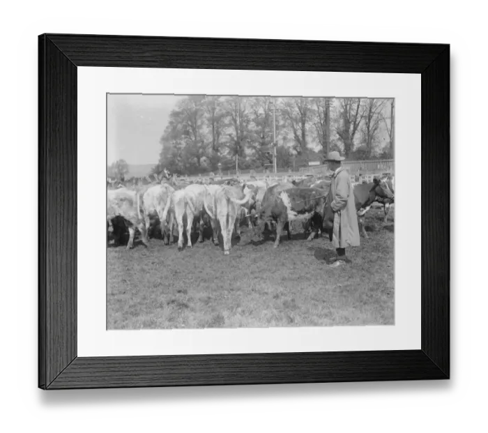 Framed Print : Wilton May Fair Calves 14 May 1920 Framed Print : Wilton May Fair Calves 14 May 1920