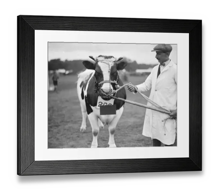 Framed Print : Hertfordshire Show at Hatfield Park 1st Prize and Champion British Holstein-Friesian Framed Print : Hertfordshire Show at Hatfield Park 1st Prize and Champion British Holstein-Friesian