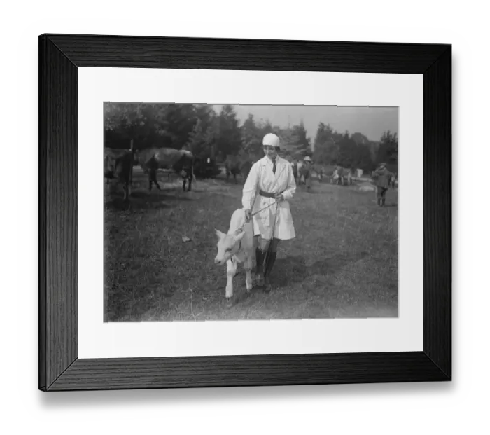 Framed Print : Beauty and the calf A charming land girl in charge of a calf at Henley Agricultural Framed Print : Beauty and the calf A charming land girl in charge of a calf at Henley Agricultural