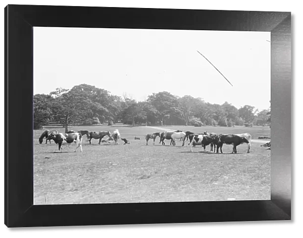Scenes in the New Forest. 1925