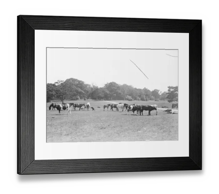 Framed Print : Scenes in the New Forest. 1925