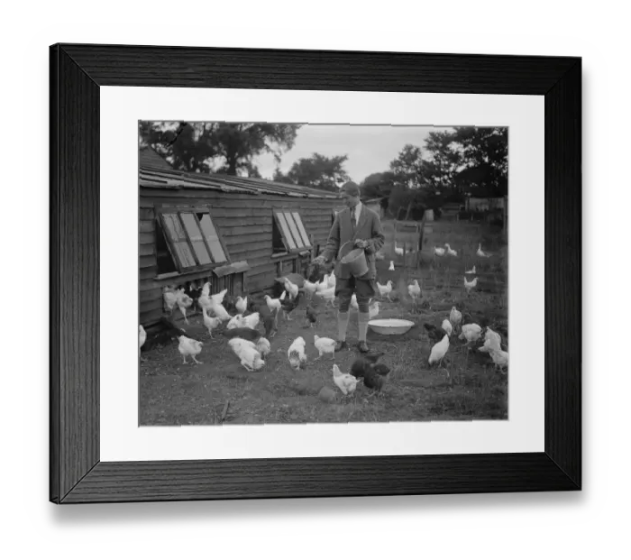 Framed Print : Miss Foster winner of Kings prize at Bisley at home of her chicken farm. 21 July 1930 Framed Print : Miss Foster winner of Kings prize at Bisley at home of her chicken farm. 21 July 1930
