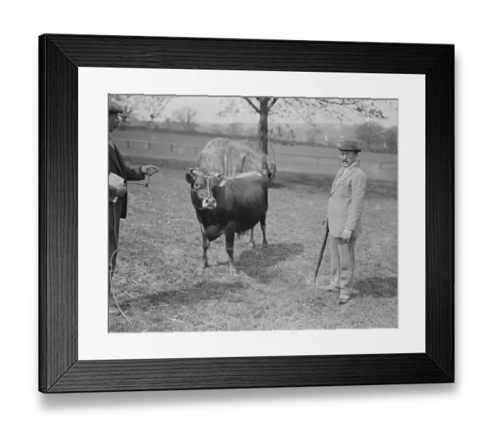 Framed Print : Jersey Cattle Show at Tunbridge Wells Viscount Hardinge with his 2nd prize jersey Framed Print : Jersey Cattle Show at Tunbridge Wells Viscount Hardinge with his 2nd prize jersey