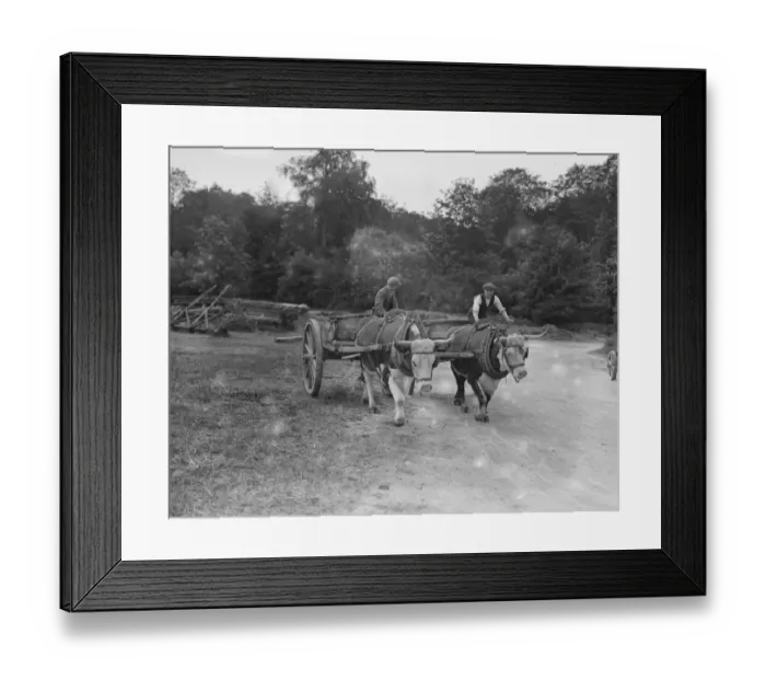 Framed Print : Oxen engaged on work at Cirencester Park 12 June 1923 Framed Print : Oxen engaged on work at Cirencester Park 12 June 1923