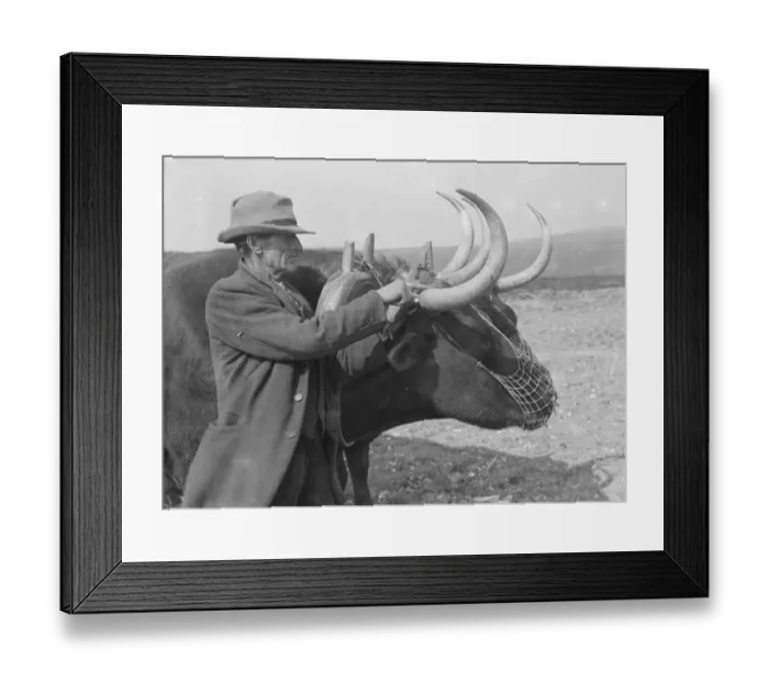 Framed Print : Oxen on a farm in Sussex The age of the beast is ascertained by the number of rings Framed Print : Oxen on a farm in Sussex The age of the beast is ascertained by the number of rings