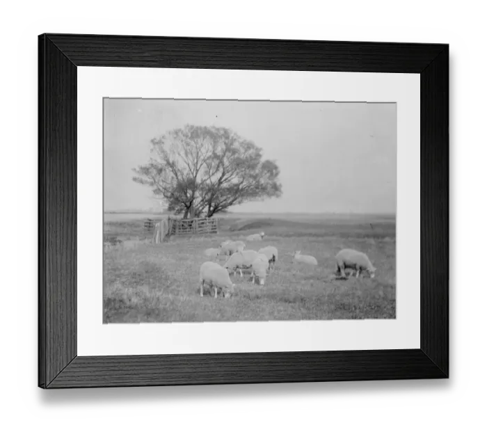 Framed Print : Romney Marsh a sparsely populated wetland area in the counties of Kent and East Sussex 1925 Framed Print : Romney Marsh a sparsely populated wetland area in the counties of Kent and East Sussex 1925