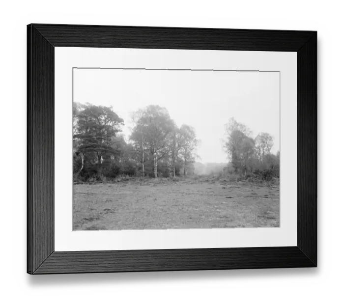 Framed Print : New Forest. 1925
