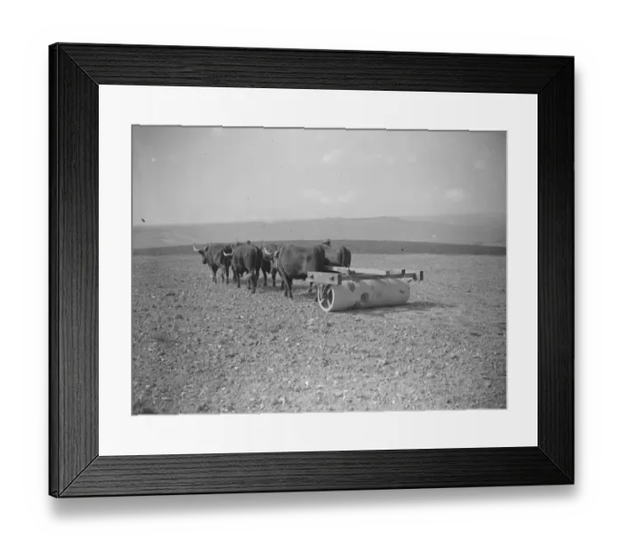 Framed Print : Oxen on a farm in Sussex A span of 6 oxen with the roller at Exeat New Barn Farm Framed Print : Oxen on a farm in Sussex A span of 6 oxen with the roller at Exeat New Barn Farm