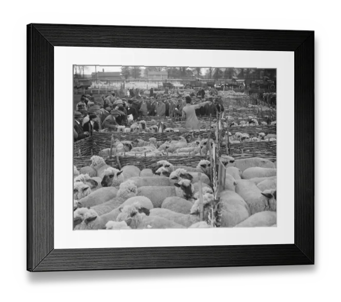 Framed Print : Wilton May Fair Sheep auction 14 May 1920 Framed Print : Wilton May Fair Sheep auction 14 May 1920