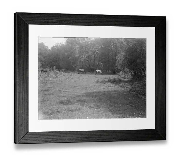 Framed Print : Forest ponies at Brockenhurst. 1925 Framed Print : Forest ponies at Brockenhurst. 1925
