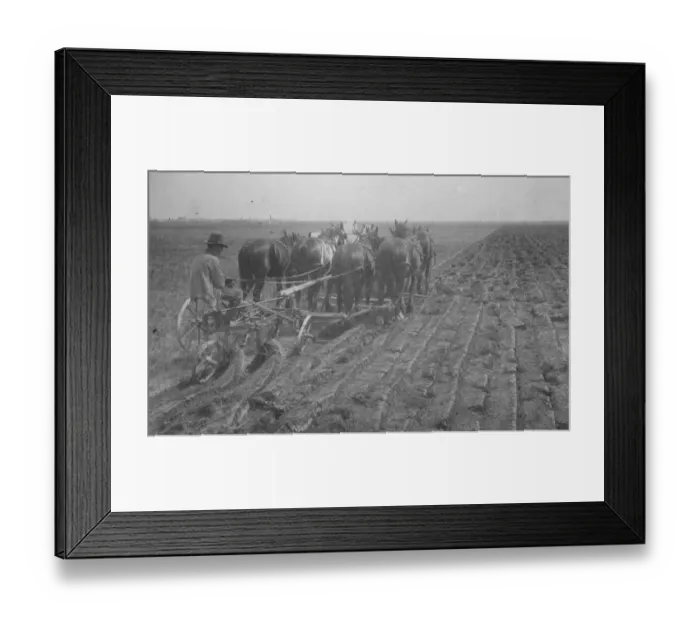Framed Print : Prince of Wales Stake in the Great Northwest An eight horse team breaking virgin Framed Print : Prince of Wales Stake in the Great Northwest An eight horse team breaking virgin