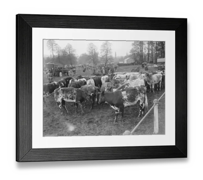Framed Print : Wilton May Fair Calves 14 May 1920 Framed Print : Wilton May Fair Calves 14 May 1920