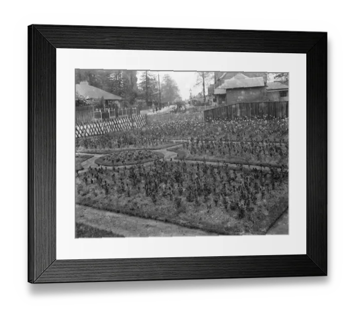 Framed Print : A formal display of flowers. 1935 Framed Print : A formal display of flowers. 1935