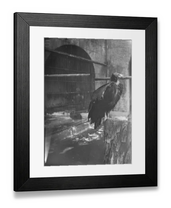 Framed Print : At the zoo. The eared vulture. 13 January 1928 Framed Print : At the zoo. The eared vulture. 13 January 1928