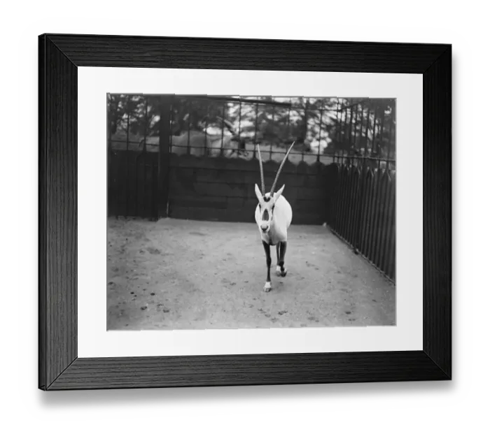 Framed Print : Oryx antelope one of a pair presented to the King by Abdul Aziz Bin Saud, Emir of Arabia