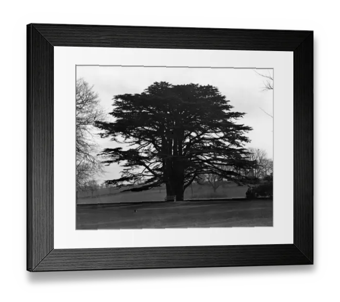 Framed Print : The oldest cedar. It is claimed that this magnificent old cedar tree which stands