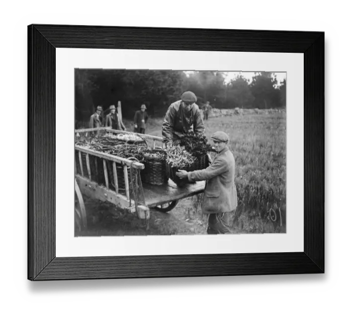 Framed Print : The flower harvest in the Scillies. At Tresco loading baskets of princeps