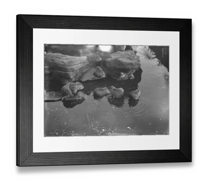 Framed Print : At the Zoo Coypu rats 13 January 1928 Framed Print : At the Zoo Coypu rats 13 January 1928